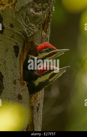 Picchio Pileated (Dryocopus pileatus precedentemente Picus pileatus), il Distretto di Columbia, a nido Foto Stock