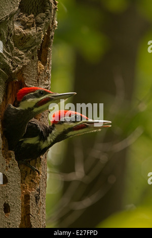 Picchio Pileated (Dryocopus pileatus precedentemente Picus pileatus), il Distretto di Columbia, a nido Foto Stock