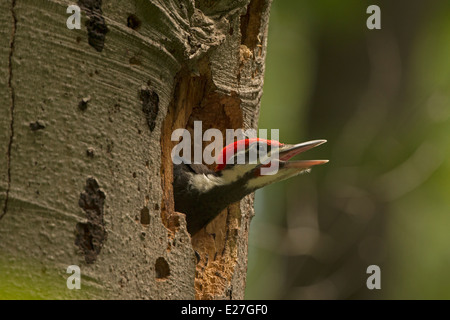 Picchio Pileated (Dryocopus pileatus precedentemente Picus pileatus), il Distretto di Columbia, a nido Foto Stock