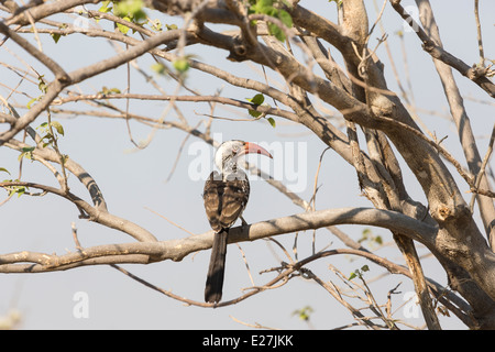 Northern red-fatturati hornbill, Tokus erythrorhynchus, appollaiate in un albero contro un cielo azzurro sfondo in Africa australe Foto Stock