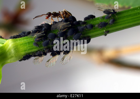 Ant e aphises sulla pianta il gambo Foto Stock