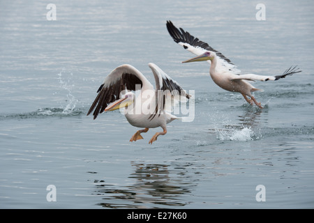 Great White Pelican (Pelecanus onocrotalus) noto anche come il bianco orientale Pelican, pelican ottimistico. Walvis Bay, Namibia. Foto Stock