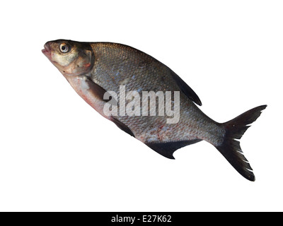 Grandi orate fresche su sfondo bianco Foto Stock