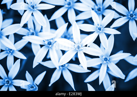 Abstract blu sullo sfondo della natura con piccoli fiori bianchi Foto Stock