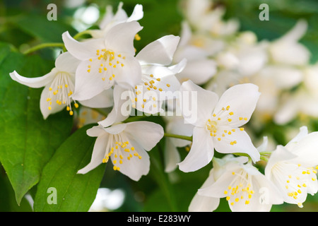 Bianco Fiori di gelsomino nel giardino estivo Foto Stock