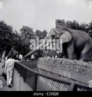 Immagine storica degli anni '50 che mostra una signora che alimenta un elefante allo ZSL London Zoo, Regent's Park. Inghilterra. Gli elefanti arrivarono per la prima volta nello zoo nel 1831 e i visitatori potevano poi cavalcarli, ma se ne andarono nel 2001 andando al Whipsnade Wild Animal Park, nel Bedfordshire. Lo zoo di Londra è stato aperto al pubblico nel 1847 per finanziare gli aiuti, poiché era stato originariamente aperto nel 1828 come luogo di studio puramente scientifico dalla Zoological Society of London (ZSL), un ente di beneficenza impegnato nella conservazione degli animali e dei loro habitat. Foto Stock