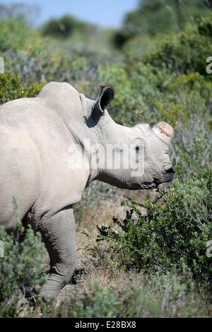 Un colpo di un rinoceronte africano nel selvaggio Foto Stock