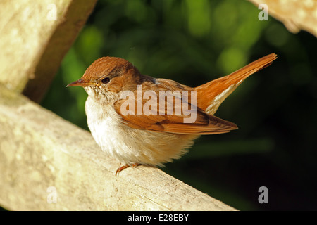 Nightingale (Luscinia megarhynchos). Aka Usignolo comune. Foto Stock