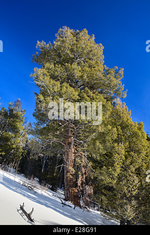 Grandi alberi di pino su una ripida collina inverno Foto Stock