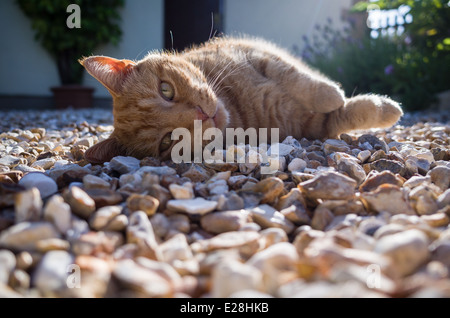 Gatto sdraiato in giardino presi da un angolo basso mentre il chipping avendo appena svegliato da un pomeriggio con funzione snooze Foto Stock