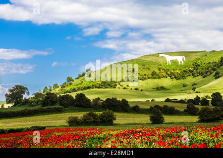 Il Cavallo Bianco sotto Bratton Camp, un'età del ferro hillfort vicino al Westbury nel Wiltshire. Foto Stock