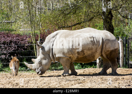 Rinoceronte bianco (Ceratotherium simum simum) e di Kafue lechwe (Kobus leche kafuensis). Foto Stock