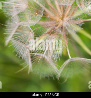 Close up di capra orologio barba seme head, il Chilterns, REGNO UNITO Foto Stock