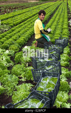 Tarleton, Preston, Lancashire, Regno Unito 17 Giugno, 2014. Paulo Rodrigues (MR) Insalata di raccolta colture. Portoghese lavoratori migranti prelevare il secondo (2a) raccolto di lattuga per il mercato come il persistere di un clima caldo e la rende una buona stagione di crescita in questo mercato area di giardinaggio. Consumo di insalata è ora al suo livello più alto nella storia di mangiare e i mesi estivi significa domanda va pazzo, che è tutte le buone notizie per le regioni insalatiera, il West Lancashire pianura costiera tra Preston e a Southport dove miglia di un ricco suolo nero forniscono un ideale terreno di coltura per le verdure di stagione Foto Stock