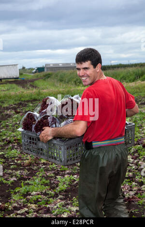 Tarleton, Preston, Regno Unito 17 Giugno, 2014. Carlos Rodrigues la mietitura di colture di insalata. Portoghese lavoratori migranti prelevare il secondo (2a) raccolto di lattuga per il mercato come il persistere di un clima caldo e la rende una buona stagione di crescita in questo mercato area di giardinaggio. Consumo di insalata è ora al suo livello più alto nella storia di mangiare e i mesi estivi significa domanda va pazzo, che è tutte le buone notizie per le regioni insalatiera, il West Lancashire pianura costiera tra Preston e a Southport dove miglia di un ricco suolo nero forniscono un ideale terreno di coltura. Credito: Mar fotografico/Alamy Live News Foto Stock