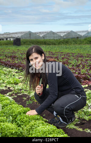 Tarleton, Preston, Regno Unito 17 Giugno, 2014. Suzanna Viera Camacho la mietitura di colture di insalata. Portoghese lavoratori migranti prelevare il secondo (2a) raccolto di lattuga per il mercato come il persistere di un clima caldo e la rende una buona stagione di crescita in questo mercato area di giardinaggio. Consumo di insalata è ora al suo livello più alto nella storia di mangiare e i mesi estivi significa domanda va pazzo, che è tutte le buone notizie per le regioni insalatiera, il West Lancashire pianura costiera tra Preston e a Southport dove miglia di un ricco suolo nero forniscono un ideale terreno di coltura. Credito: Mar fotografico/Alamy Live ne Foto Stock