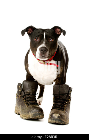 Staffordshire Bull Terrier fangoso indossa scarponi guardando la telecamera ono isolati uno sfondo bianco Foto Stock