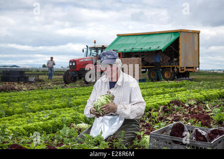 Tarleton, Preston, Regno Unito 17 Giugno, 2014. Karen Dobson Insalata di raccolta colture. Prelevare il secondo (2a) raccolto di Lollo Rosso lattuga per il mercato come il persistere di un clima caldo e la rende una buona stagione di crescita in questo mercato area di giardinaggio. Consumo di insalata è ora al suo livello più alto nella storia di mangiare e i mesi estivi significa domanda va pazzo, che è tutte le buone notizie per le regioni insalatiera, il West Lancashire pianura costiera tra Preston e a Southport dove miglia di un ricco suolo nero forniscono un ideale terreno di coltura. Credito: Mar fotografico/Alamy Live News Foto Stock