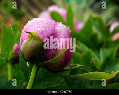 Gocce di pioggia sulla la gemma di un fiore peonia. Foto Stock
