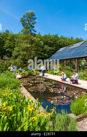 Lily Pool a Hidcote Manor Gardens, Hidcote Bartrim, Chipping Campden, Gloucestershire, Cotswolds, England, Regno Unito e Unione europea, Europa Foto Stock