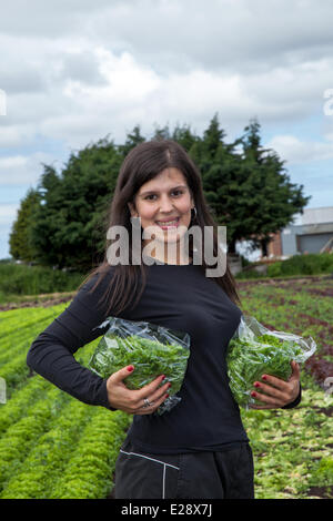 Tarleton, Preston, Regno Unito 17 Giugno, 2014. Suzanna Viera Camacho la mietitura di colture di insalata. Portoghese lavoratori migranti prelevare il secondo (2a) raccolto di lattuga per il mercato come il persistere di un clima caldo e la rende una buona stagione di crescita in questo mercato area di giardinaggio. Consumo di insalata è ora al suo livello più alto nella storia di mangiare e i mesi estivi significa domanda va pazzo, che è tutte le buone notizie per le regioni insalatiera, il West Lancashire pianura costiera tra Preston e a Southport dove miglia di un ricco suolo nero forniscono un ideale terreno di coltura. Credito: Mar fotografico/Alamy Live ne Foto Stock
