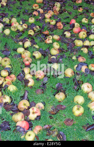 Windfalls, Bramley la cottura di mele, alcuni mangiato dagli uccelli Foto Stock