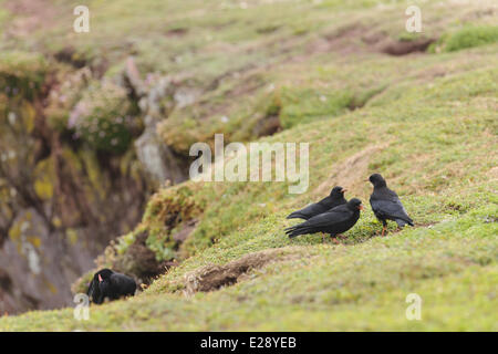 Rosso-fatturate (CHOUGH Pyrrhocorax pyrrhocorax) quattro adulti, alimentazione su una scogliera, Skokholm Island, Pembrokeshire, Galles, Giugno Foto Stock