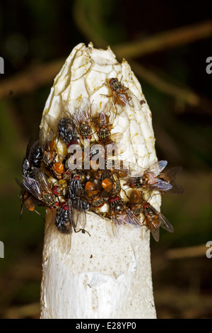 Un comune stinkhorn (Phallus impudicus), coperto di mosche che sono attratte dall'odore e diffondere le spore Foto Stock