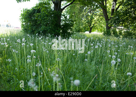 Campo di tarassaco teste di seme in erba lunga Foto Stock