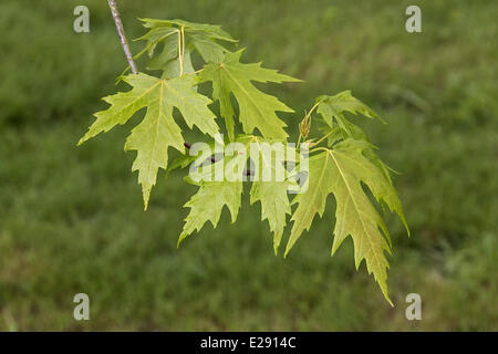Silver Maple Leaf Foto Stock