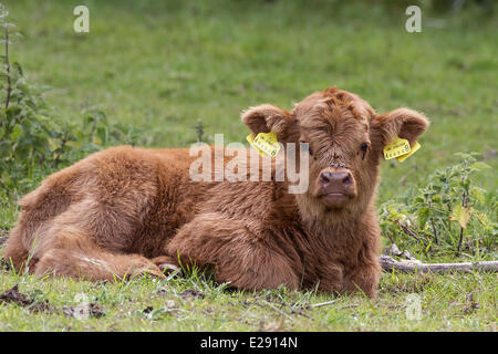 Highland vitello con due pezzi di marchi auricolari Foto Stock