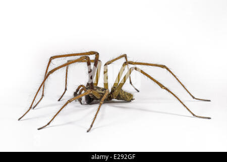 Casa gigante Spider (Tegenaria gigantea) maschio adulto Foto Stock