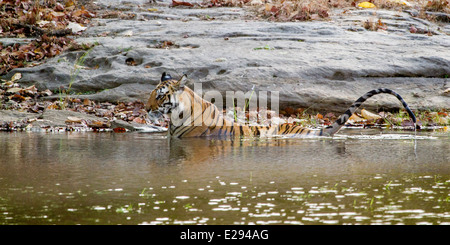 Tiger in acqua, bandhavgarh parco nazionale di Madhya Pradesh india asia Foto Stock