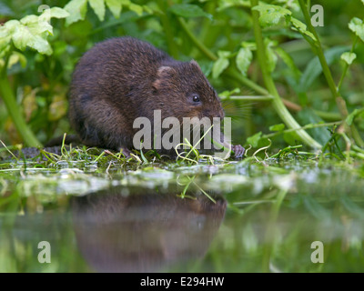 European water vole alimentazione da banca di fiume Foto Stock