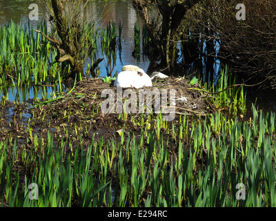 Swan nel nido su loch Foto Stock