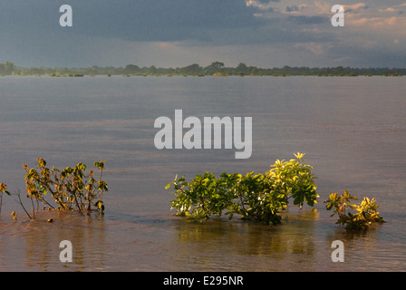 Il fiume Mekong vicino ad esempio Kampi. Cercando un po' di acqua fresca delfini Irrawaddy . Kratie. Di Irrawaddy osservare i delfini, il posto migliore per Foto Stock