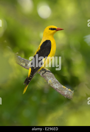 Rigogolo - Oriolus oriolus - maschio Foto Stock