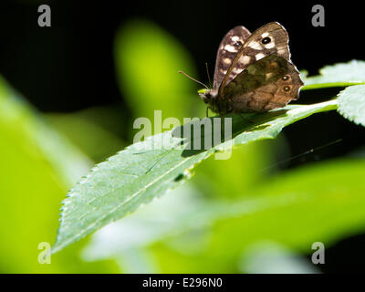 Reigate, Surrey, Regno Unito. 17 Giugno, 2014. Regno Unito caldo fa risaltare la flora e la fauna. Martedì 17 Giugno 2014. Un screziato legno 'Pararge aegeria' Butterfly al sole nel bosco a North Downs a Reigate Hill, Surrey. Credito: Foto di Lindsay Constable / Alamy Live News Foto Stock