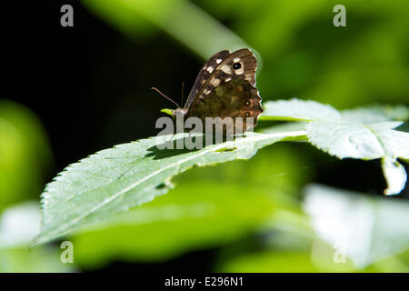 Reigate, Surrey, Regno Unito. 17 Giugno, 2014. Regno Unito caldo fa risaltare la flora e la fauna. Martedì 17 Giugno 2014. Un screziato legno 'Pararge aegeria' Butterfly al sole nel bosco a North Downs a Reigate Hill, Surrey. Credito: Foto di Lindsay Constable / Alamy Live News Foto Stock