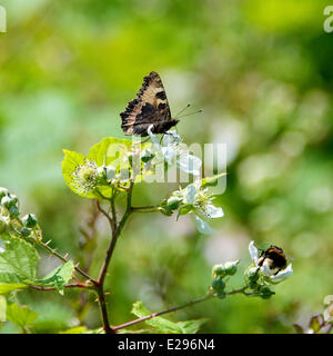 Reigate, Surrey, Regno Unito. 17 Giugno, 2014. Regno Unito caldo fa risaltare la flora e la fauna. Martedì 17 Giugno 2014. Una piccola tartaruga 'Aglais urticae' Butterfly al sole su rovo fiori nel bosco a North Downs a Reigate Hill, Surrey. Credito: Foto di Lindsay Constable / Alamy Live News Foto Stock