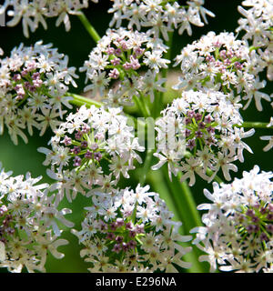 Reigate, Surrey, Regno Unito. 17 Giugno, 2014. Regno Unito caldo fa risaltare la flora e la fauna. Martedì 17 Giugno 2014. Wild Angelica 'Angelica sylvestris' fiori in una siepe sulla North Downs a Reigate Hill, Surrey. Credito: Foto di Lindsay Constable / Alamy Live News Foto Stock