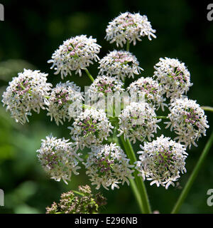 Reigate, Surrey, Regno Unito. 17 Giugno, 2014. Regno Unito caldo fa risaltare la flora e la fauna. Martedì 17 Giugno 2014. Wild Angelica 'Angelica sylvestris' fiori in una siepe sulla North Downs a Reigate Hill, Surrey. Credito: Foto di Lindsay Constable / Alamy Live News Foto Stock