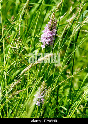 Reigate, Surrey, Regno Unito. 17 Giugno, 2014. Regno Unito caldo fa risaltare la flora e la fauna. Martedì 17 Giugno 2014. Un comune Spotted Orchid 'Dactylorhiza Fuchsii' sotto il sole in un prato sul North Downs a Reigate Hill, Surrey. Credito: Foto di Lindsay Constable / Alamy Live News Foto Stock