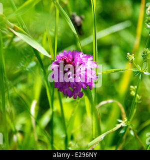 Reigate, Surrey, Regno Unito. 17 Giugno, 2014. Regno Unito caldo fa risaltare la flora e la fauna. Martedì 17 Giugno 2014. Un orchide 'Anacamptis pyramidalis' sotto il sole in un prato sul North Downs a Reigate Hill, Surrey. Credito: Foto di Lindsay Constable / Alamy Live News Foto Stock