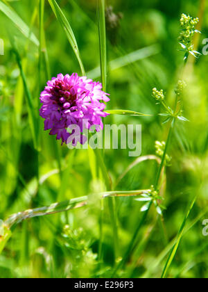 Reigate, Surrey, Regno Unito. 17 Giugno, 2014. Regno Unito caldo fa risaltare la flora e la fauna. Martedì 17 Giugno 2014. Un orchide 'Anacamptis pyramidalis' sotto il sole in un prato sul North Downs a Reigate Hill, Surrey. Credito: Foto di Lindsay Constable / Alamy Live News Foto Stock