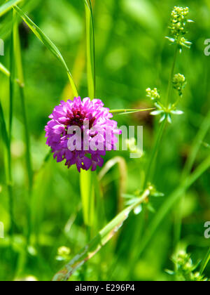 Reigate, Surrey, Regno Unito. 17 Giugno, 2014. Regno Unito caldo fa risaltare la flora e la fauna. Martedì 17 Giugno 2014. Un orchide 'Anacamptis pyramidalis' sotto il sole in un prato sul North Downs a Reigate Hill, Surrey. Credito: Foto di Lindsay Constable / Alamy Live News Foto Stock
