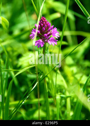 Reigate, Surrey, Regno Unito. 17 Giugno, 2014. Regno Unito caldo fa risaltare la flora e la fauna. Martedì 17 Giugno 2014. Un orchide 'Anacamptis pyramidalis' sotto il sole in un prato sul North Downs a Reigate Hill, Surrey. Credito: Foto di Lindsay Constable / Alamy Live News Foto Stock