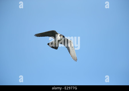 Immagine di un falco pellegrino in volo su Dalkey cava, Killiney Hill Park a Dublino, Irlanda. Foto Stock