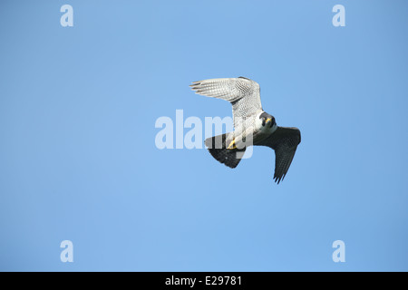 Immagine di un falco pellegrino in volo su Dalkey cava, Killiney Hill Park a Dublino, Irlanda. Foto Stock