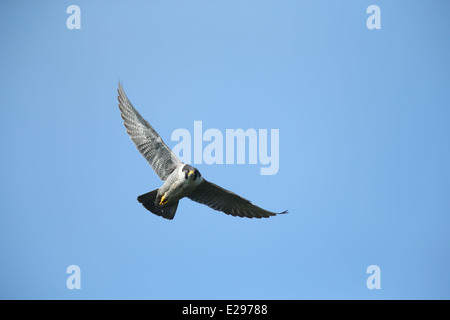 Immagine di un falco pellegrino in volo su Dalkey cava, Killiney Hill Park a Dublino, Irlanda. Foto Stock